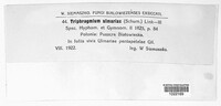 Triphragmium ulmariae image